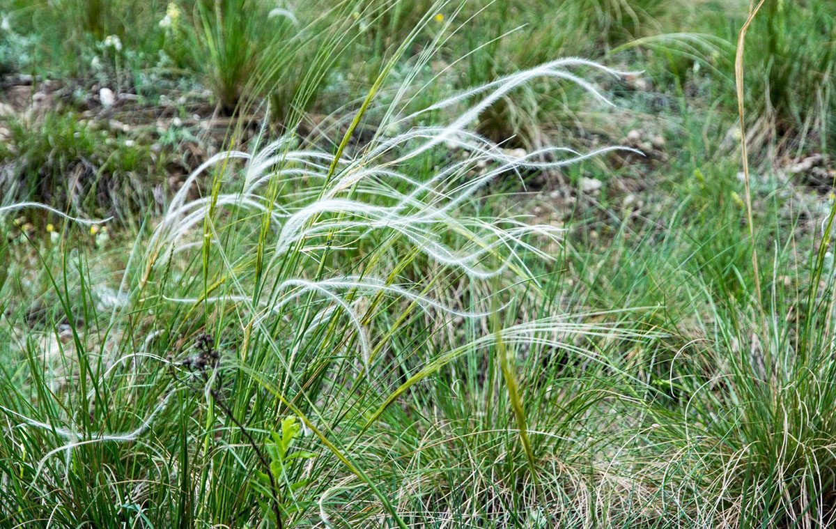 Stipa pennata